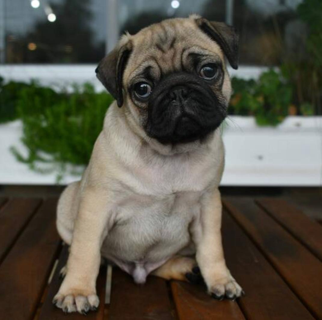 MICKY, a Pug puppy