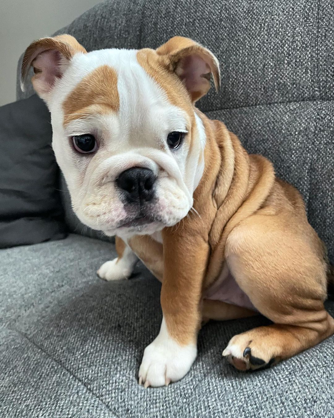 BEVERLY, a English Bulldog puppy