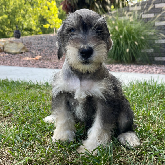 KEN, a Schnauzer puppy