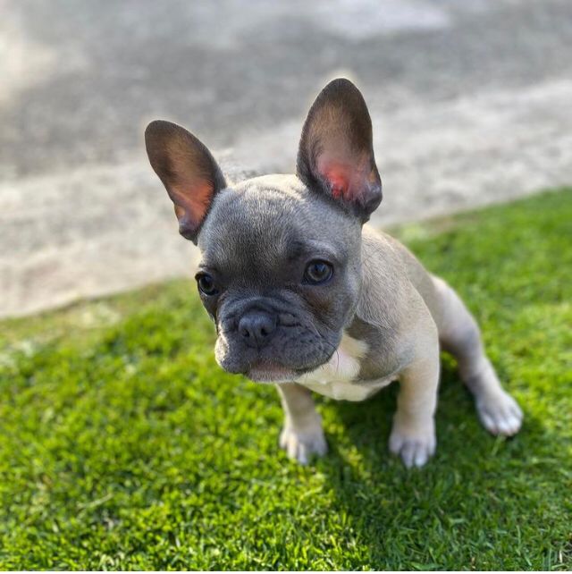 WILLOW, a French Bulldog puppy