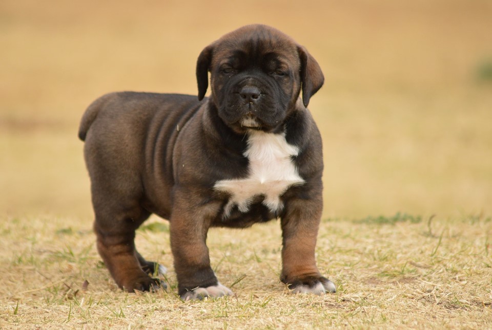 KEA, a BoerBoel puppy
