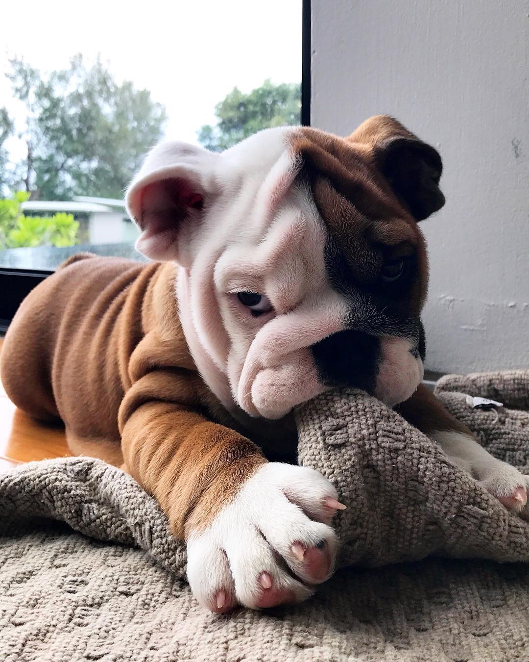 COLLIE, a English Bulldog puppy