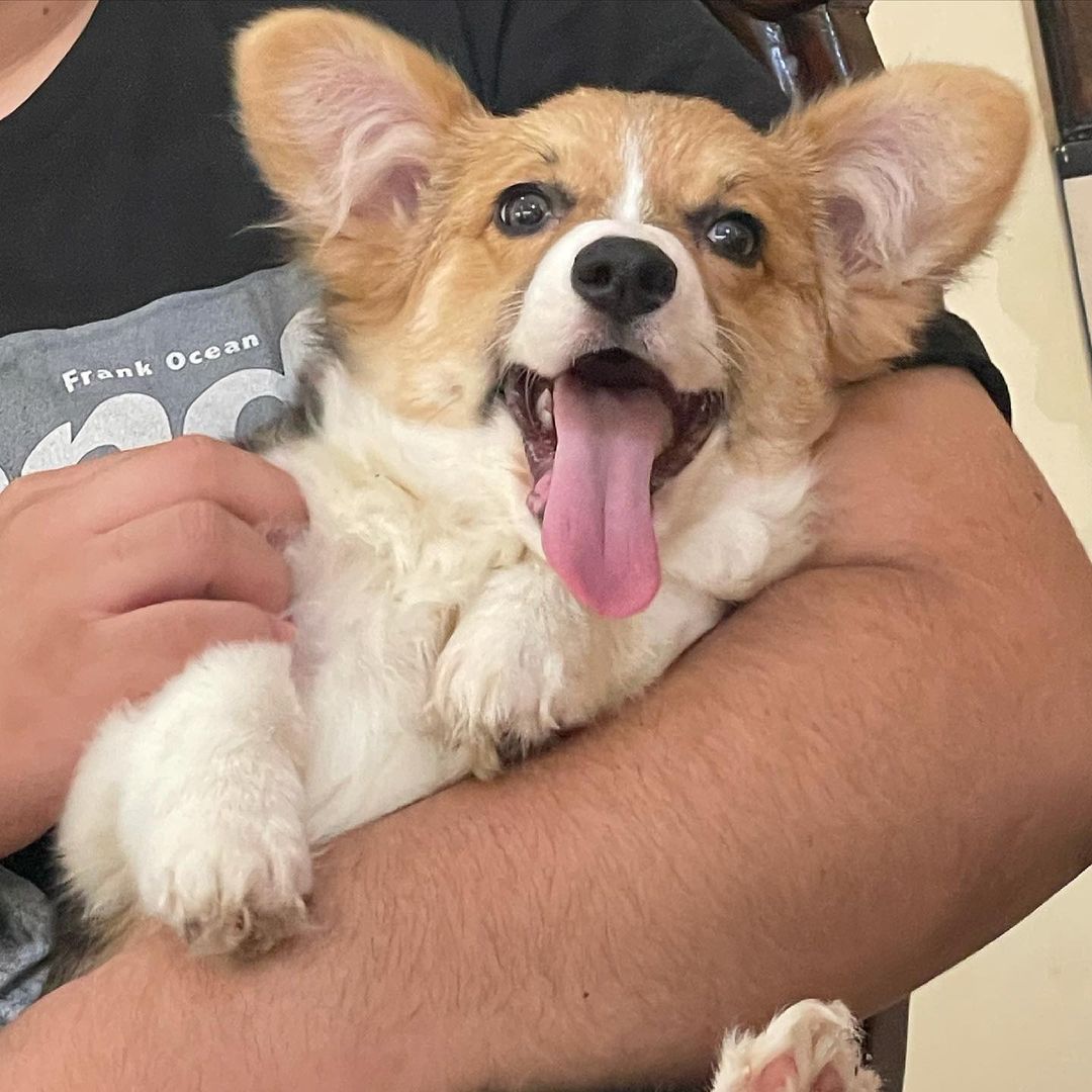 MONICA, a Pembroke Welsh Corgi puppy