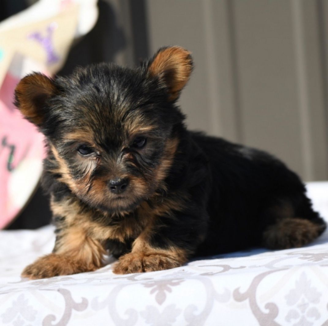 LILIAN, a Yorkie puppy