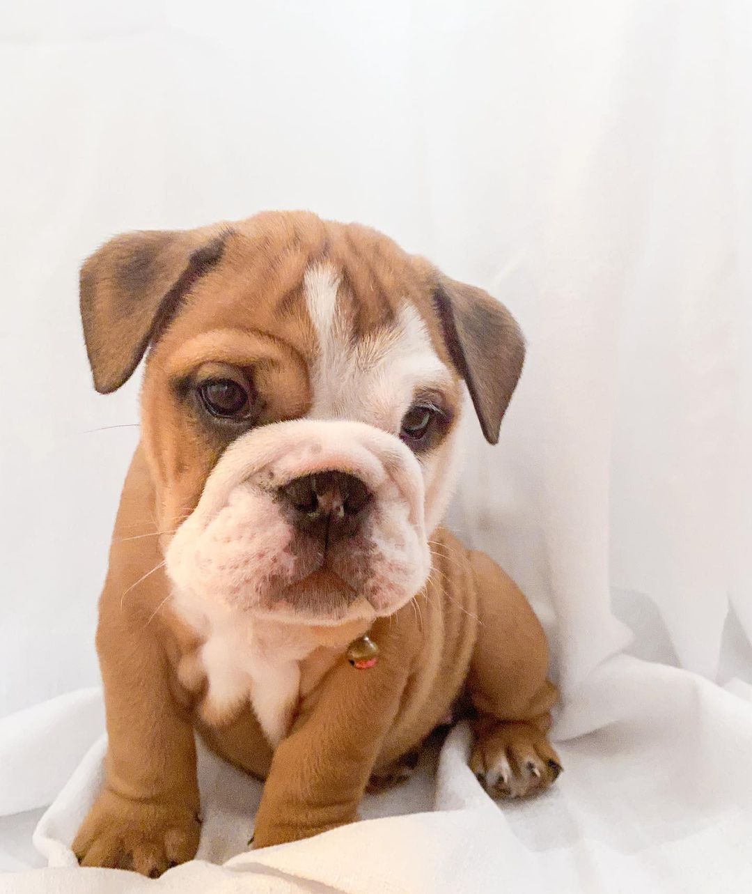 KERRY, a English Bulldog puppy