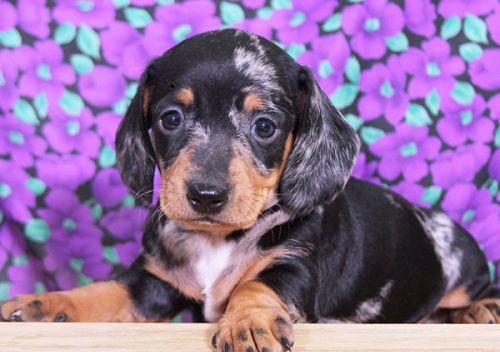KELLY, a Miniature Dachshund puppy