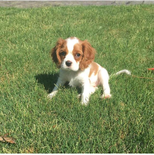 DAISY, a Cavalier King Charles puppy
