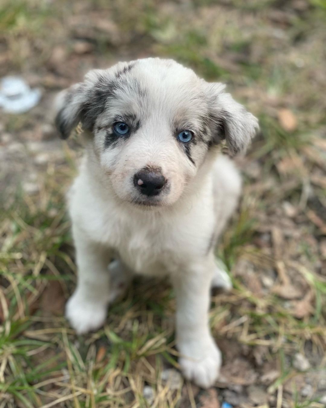 KELLY, a Border Collie puppy
