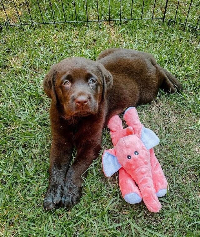 LINA, a Labrador Retriever puppy