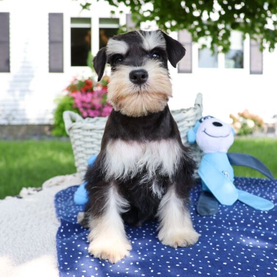 HALEY, a Schnauzer puppy
