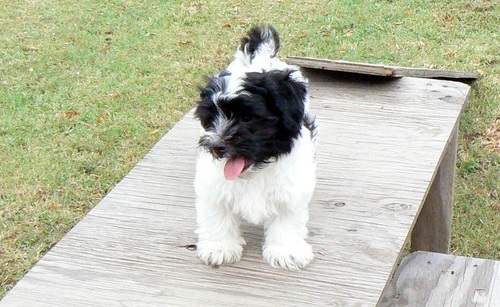 CHEO, a Coton De Tulear puppy