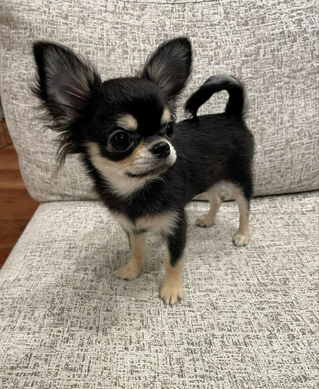 COCO, a Chihuahua puppy