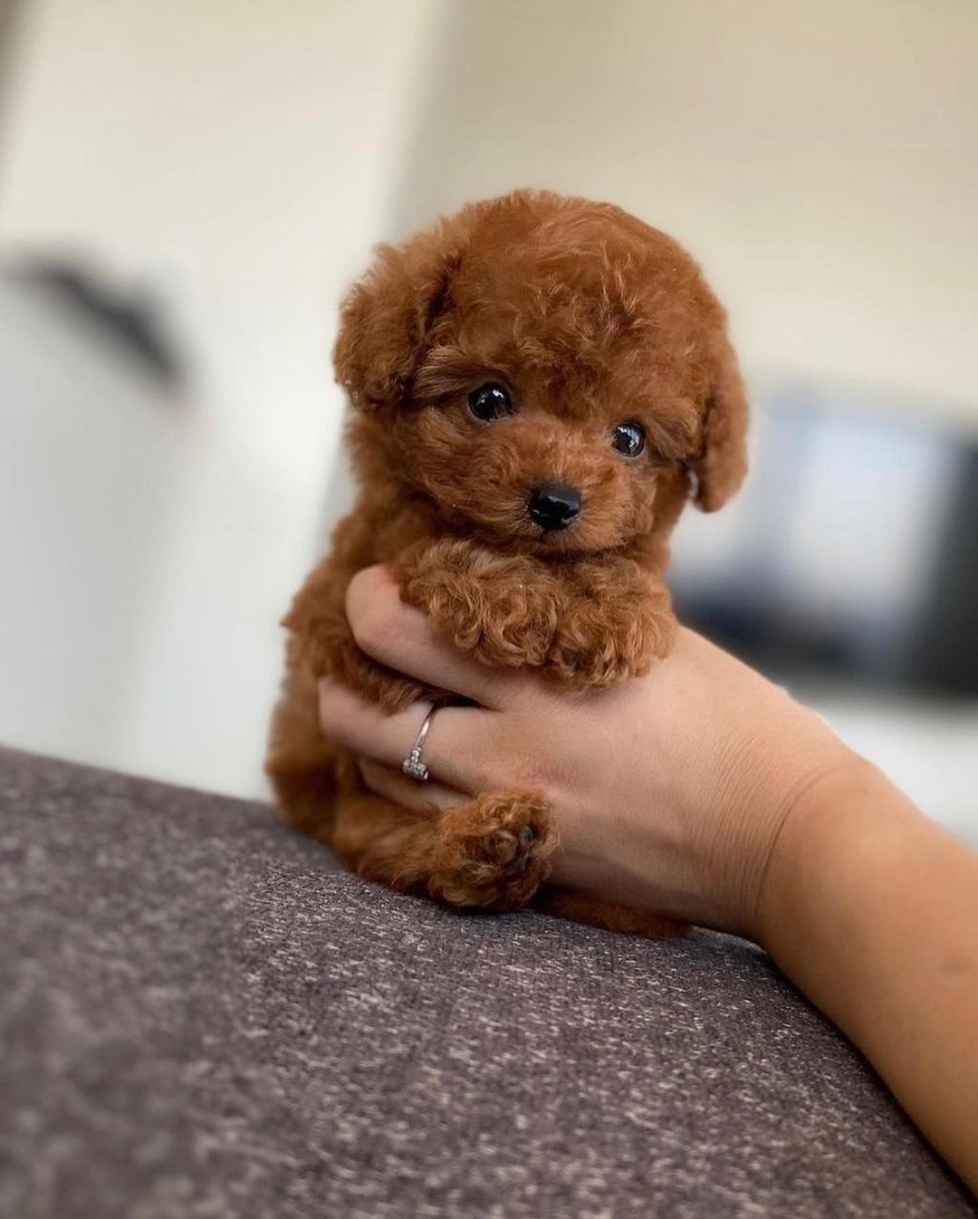 Poodle Puppies at Doggy First