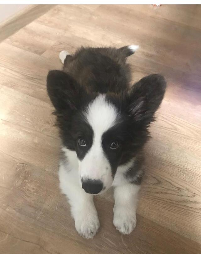 CALLI, a Pembroke Welsh Corgi puppy