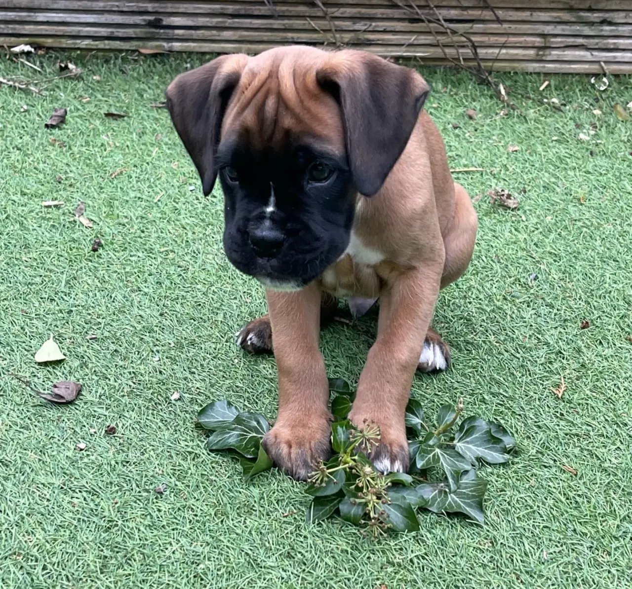 RUFUS, a Boxer puppy