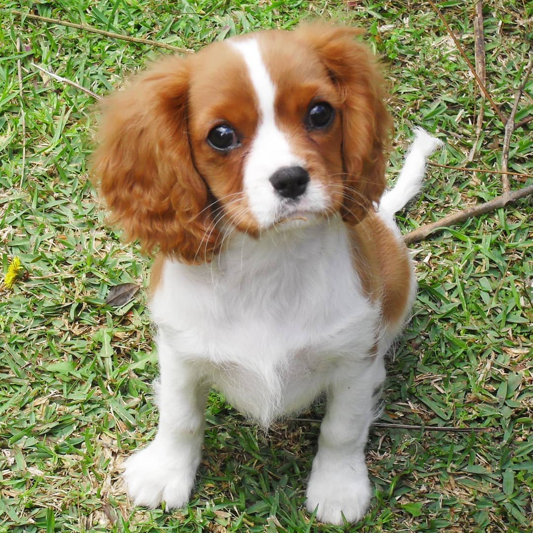 Cavalier King Charles Puppies at Doggy First