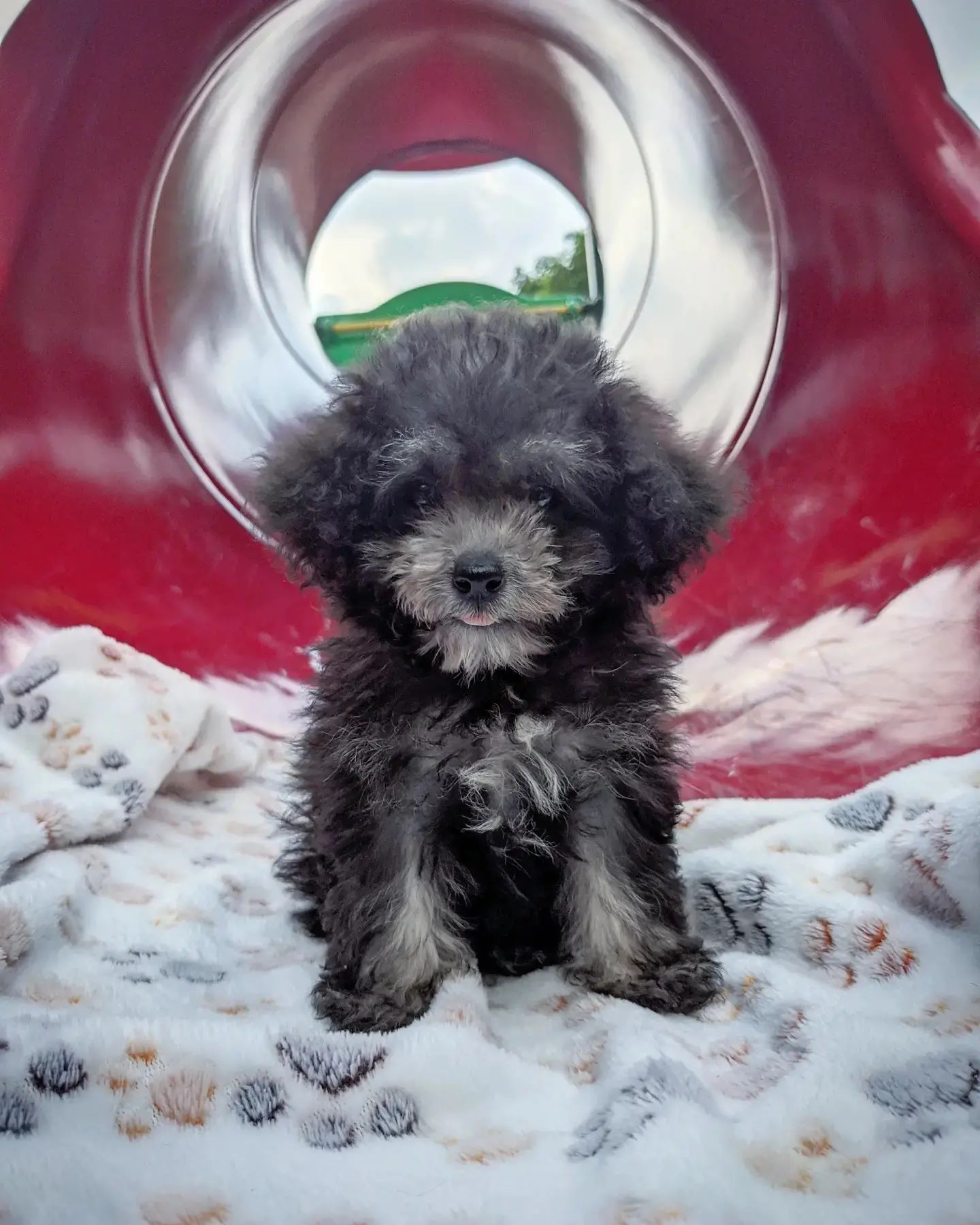 GOELA, a Poodle puppy