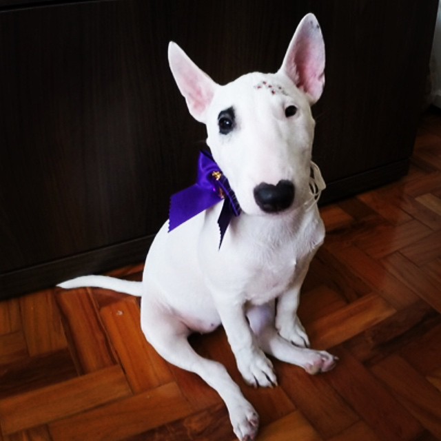 JULLY, a Mini Bull Terrier puppy