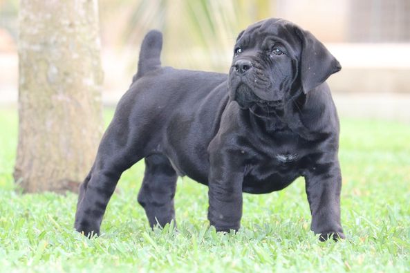 RICKY, a BoerBoel puppy