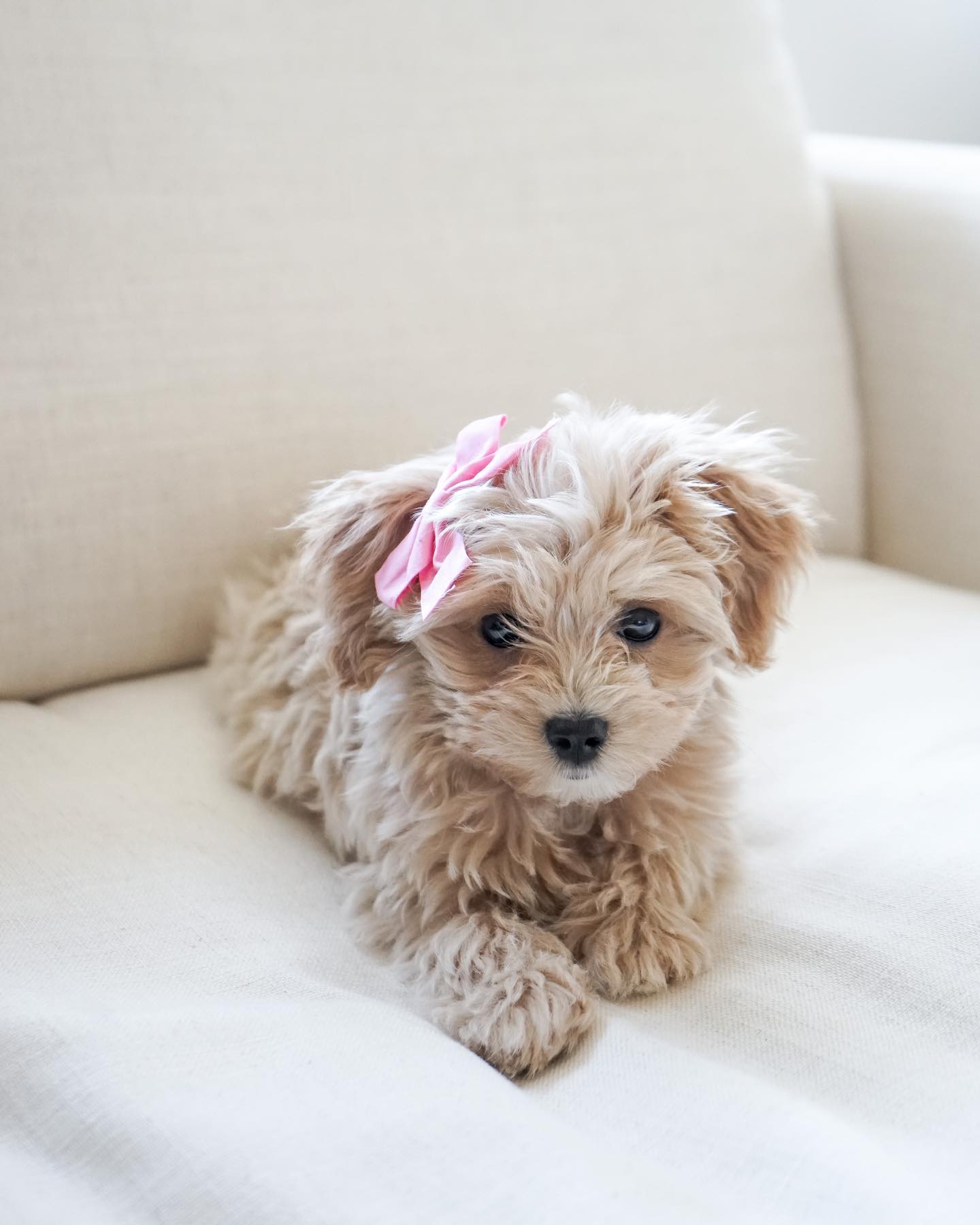 MOLLIE, a Maltipoo puppy