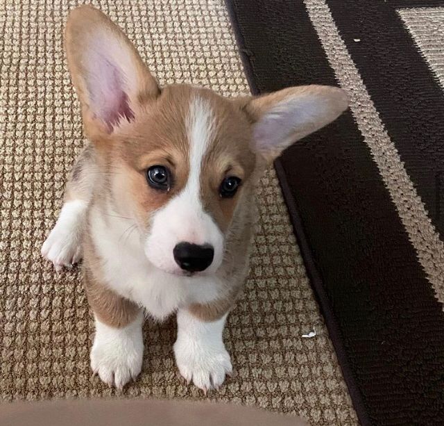 BEN, a Pembroke Welsh Corgi puppy