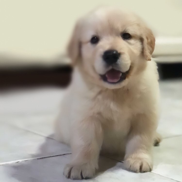 NICOLE, a Golden Retriever puppy