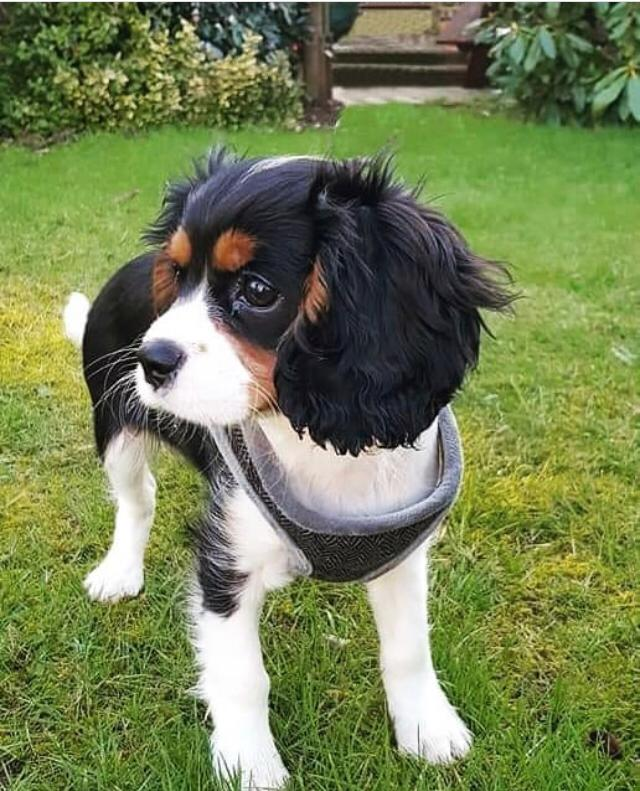 OSCAR, a Cavalier King Charles puppy