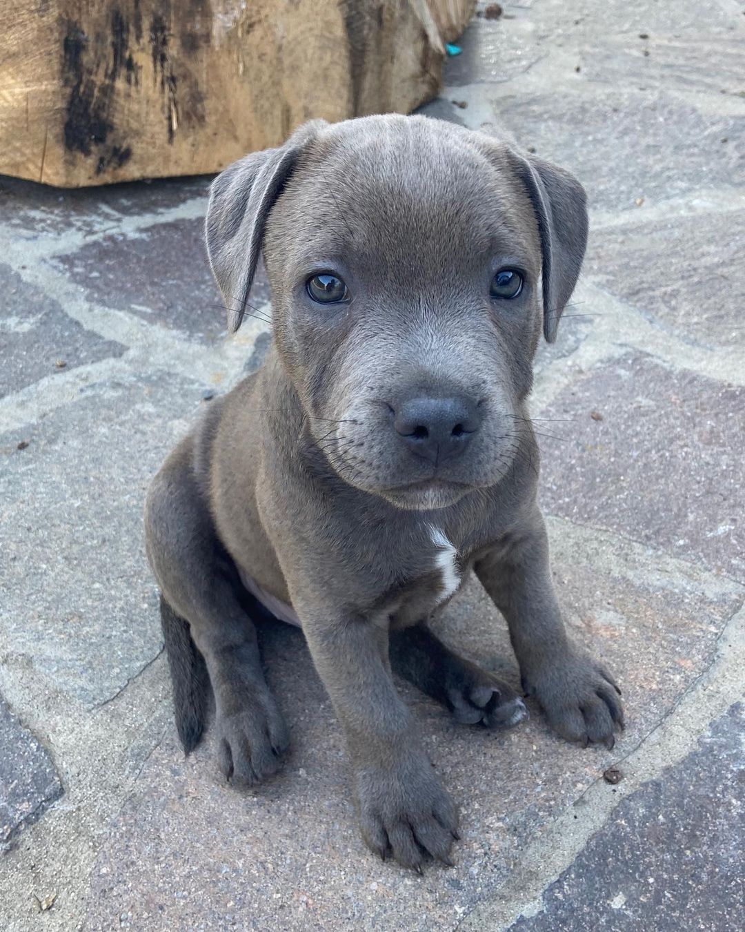 GUCCI, a Staffordshire Bull Terrier puppy