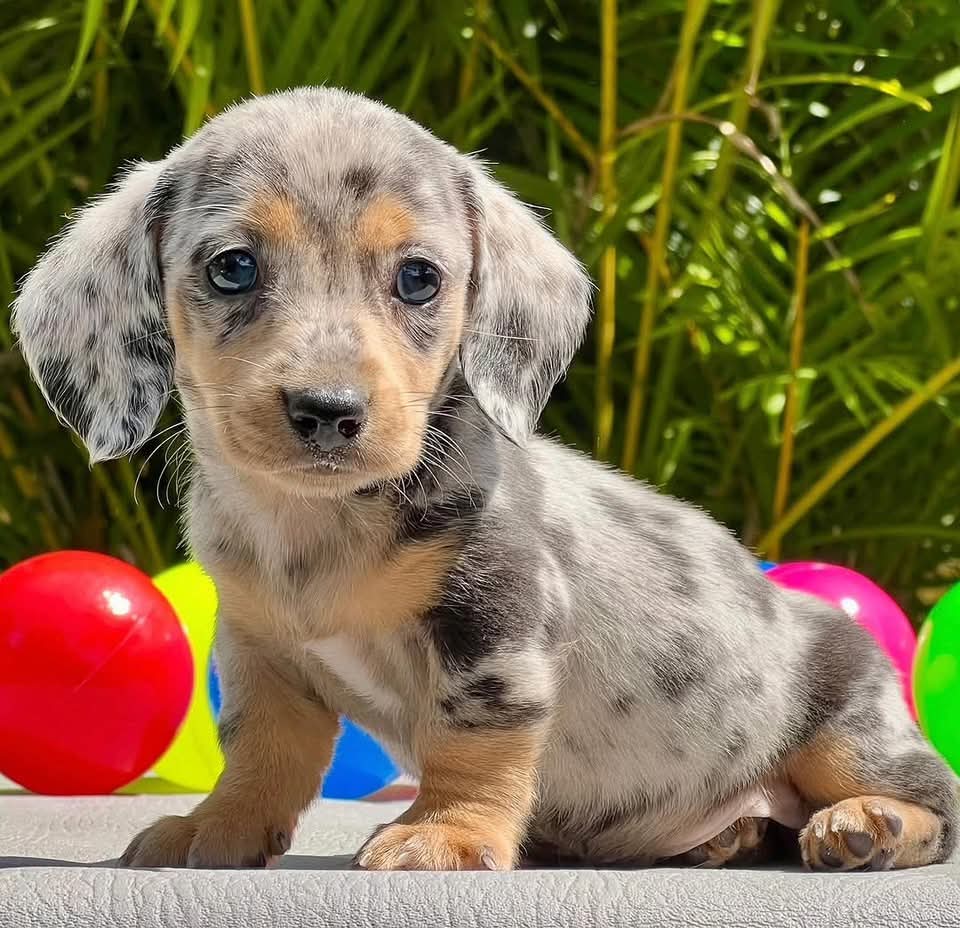 NYLA, a Miniature Dachshund puppy