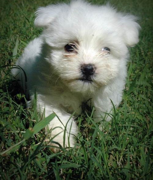 LOLA, a Coton De Tulear puppy