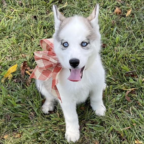 Siberian Husky Puppies at Doggy First
