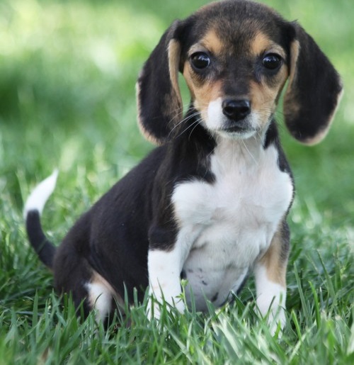 SHELLA, a Beagle puppy
