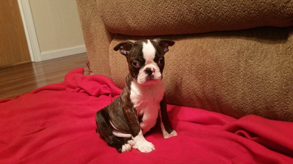 LINO, a Boston Terrier puppy