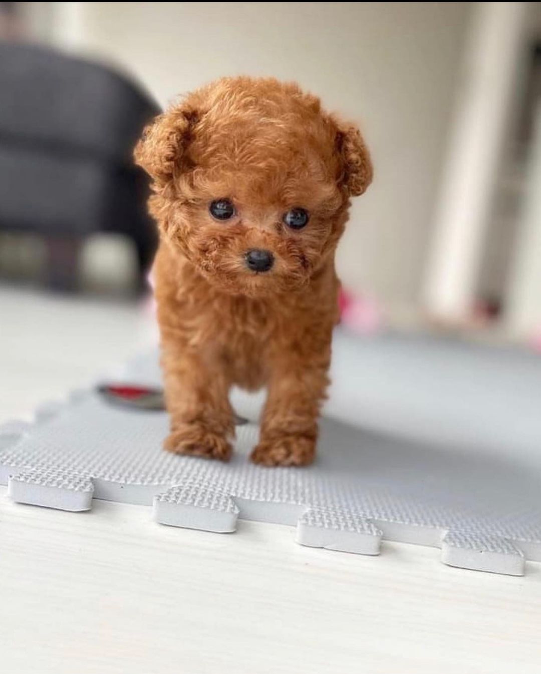 RANDY, a Poodle puppy