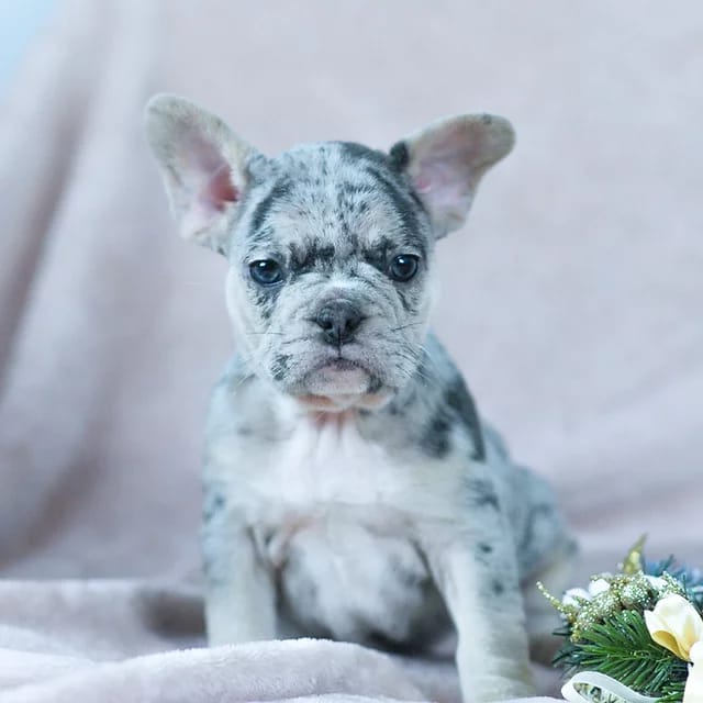 WESLEY, a French Bulldog puppy