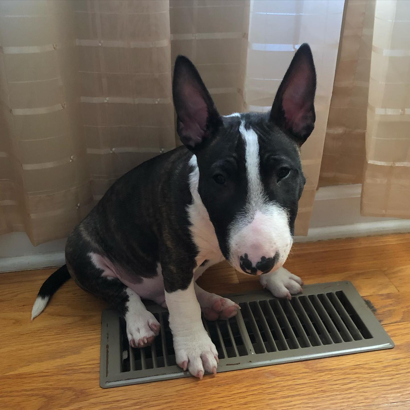 Mini Bull Terrier Puppies at Doggy First