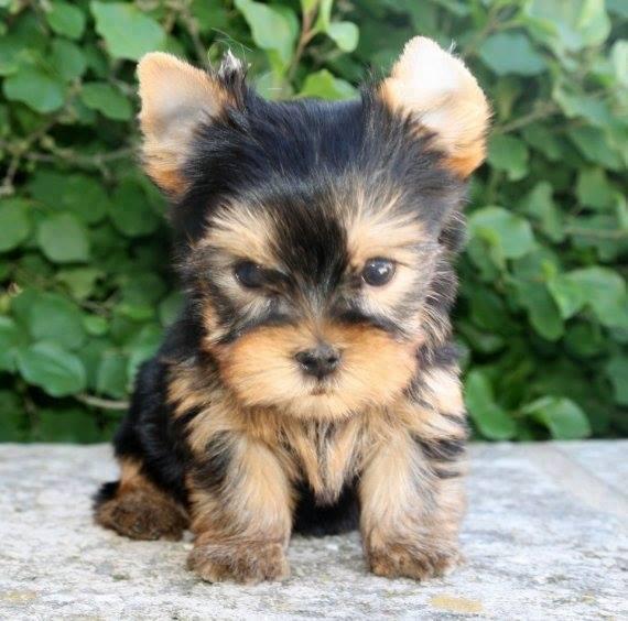 MIGHTY, a Yorkie puppy