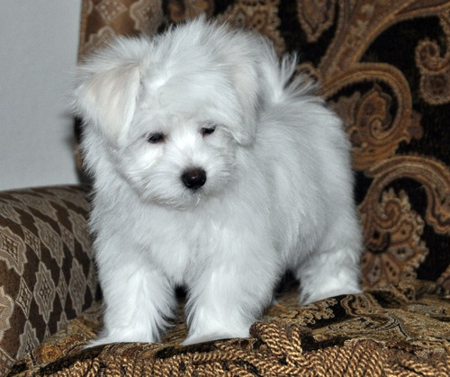 CHOUX, a Coton De Tulear puppy