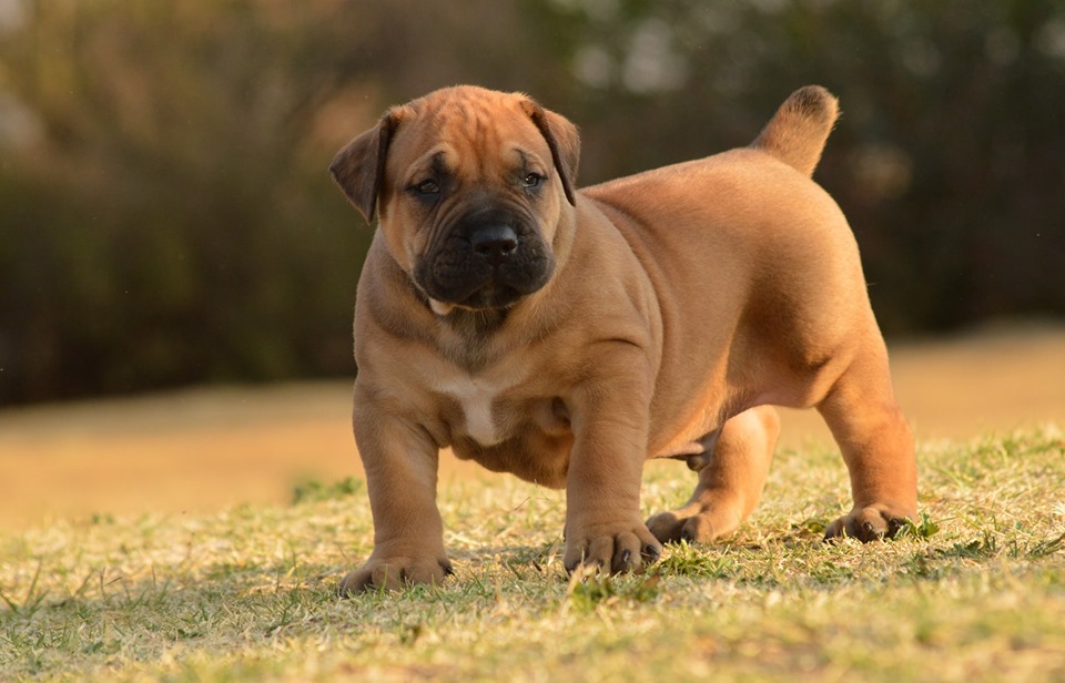 CAPTAIN, a BoerBoel puppy