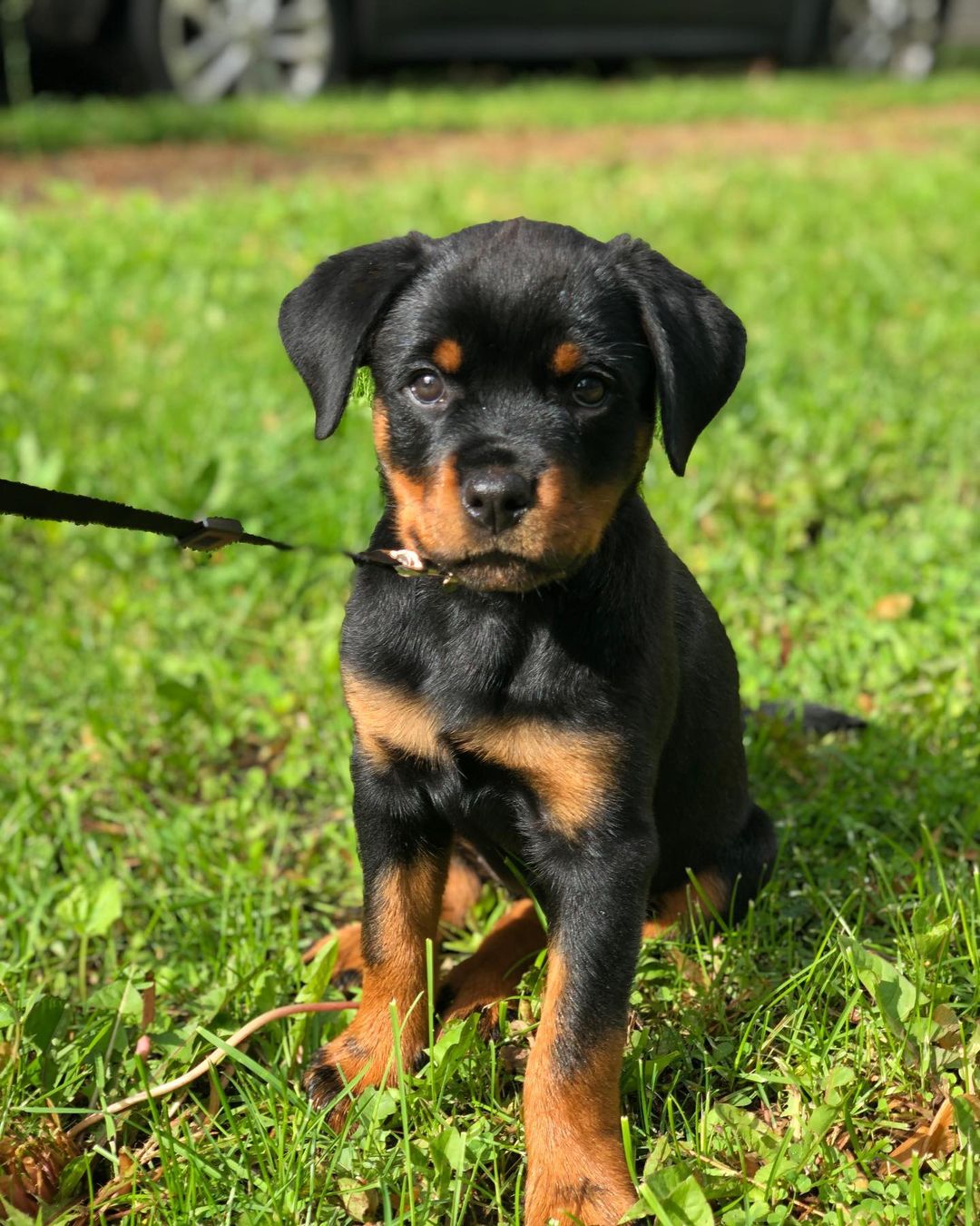 FERN, a Rottweiler puppy