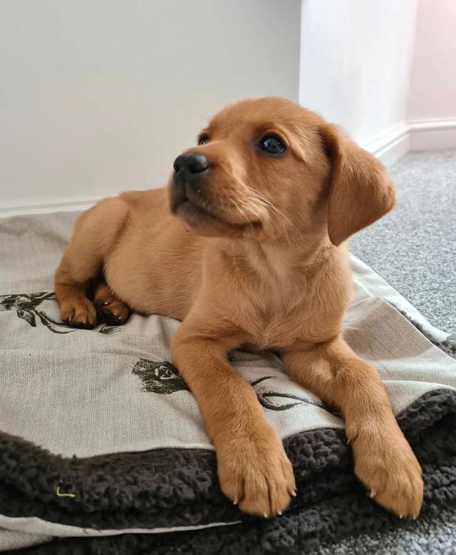 COOP, a Labrador Retriever puppy