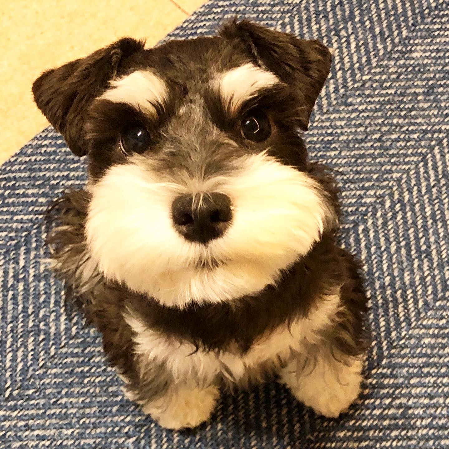 CHEESE, a Schnauzer puppy