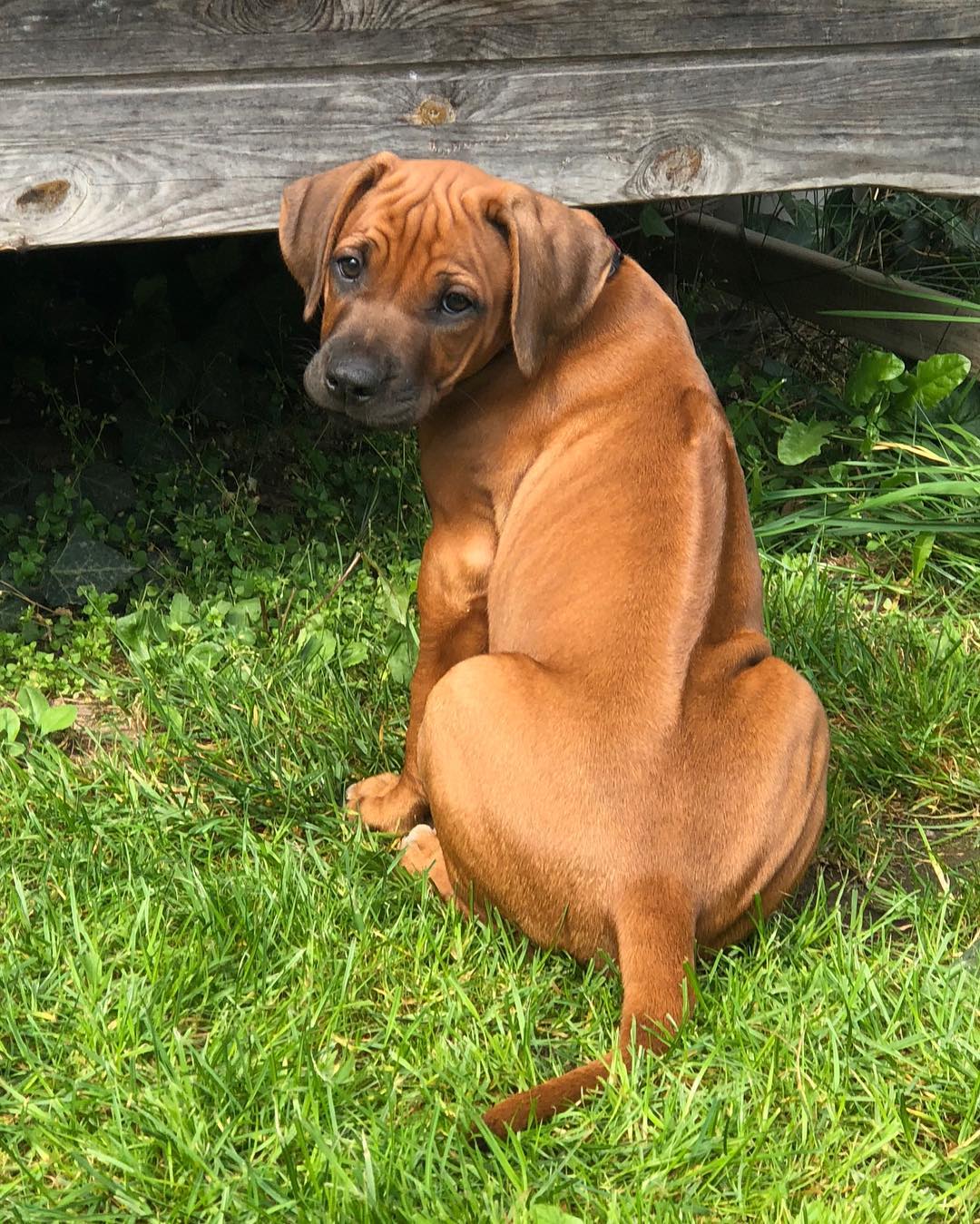 RAMOS, a Rhodesian Ridgeback puppy