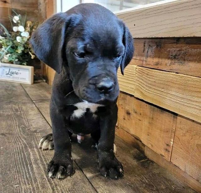 CLIFF, a Cane Corso puppy