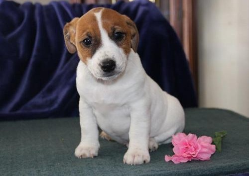 LINO, a Jack Russell puppy