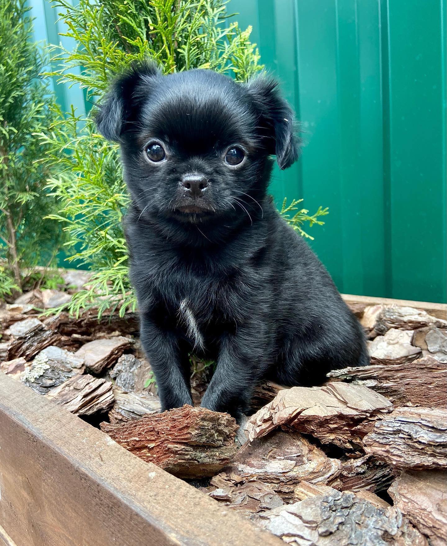 KEN, a Chihuahua puppy