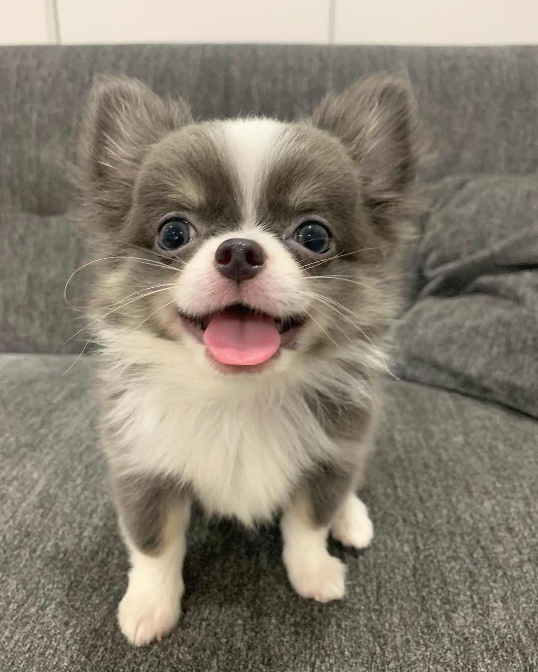 Chihuahua Puppies at Doggy First