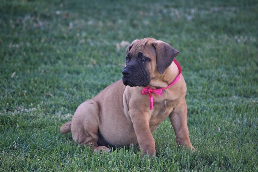 TINA, a BoerBoel puppy
