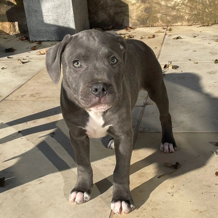 VITO, a Staffordshire Bull Terrier puppy