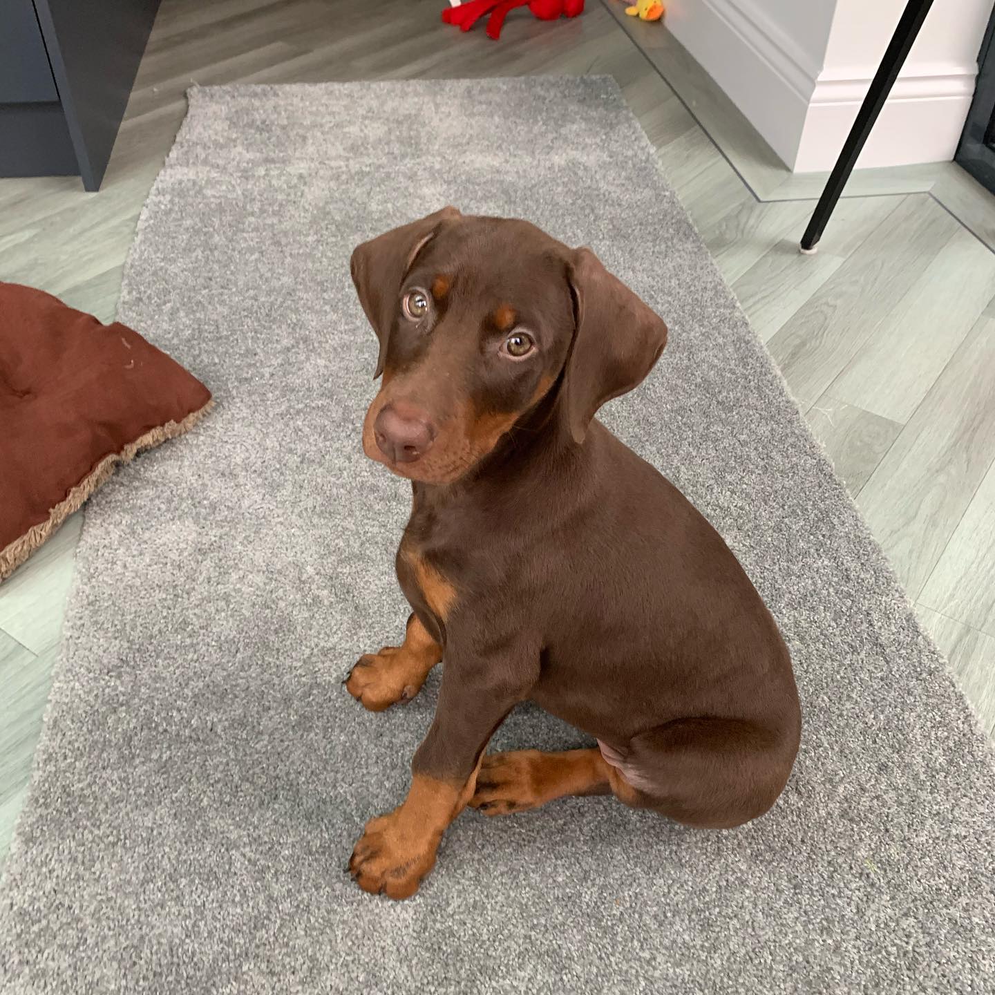 COCO, a Doberman Pinscher puppy